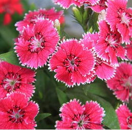 北京大丰花卉种植中心花店加盟优势 北京大丰花卉种植中心加盟优势有哪些