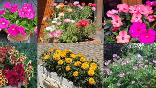 夏天很适合栽种的13种盆栽花卉,你家种了哪一种呢