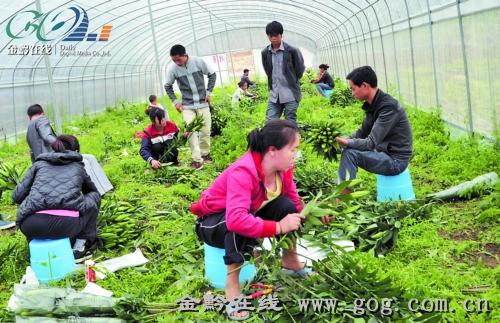 贵州:册亨引进客商投资种植花卉 拓展农民增收渠道