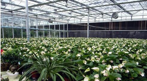 陕西花卉种植详细参数信息,花卉种植温室造价是多少,陕西花卉种植图片