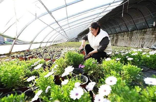 河北心蕾花卉种植基地工作人员对花卉进行日常管理.